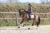 Hongre Pure race Espagnole de 6 ans,