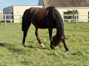 Embryon Untouchable 27 X Winnigwood X Diamant