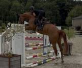 Tr&egrave;s belle jument de 5 ans 