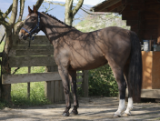 MAGNIFIQUE JUMENT SELLE FRAN&Ccedil;AIS 