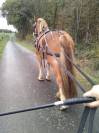 jument trait bretonne