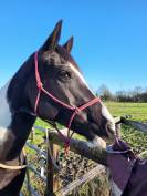 Demi-pension sur jument paint horse 