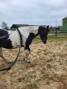 Demi-pension sur jument paint horse 