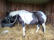 Demi-pension sur jument paint horse 