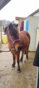 Ponette de loisir, 8ans, onc, 1.16m, tr&egrave;s bien mont&eacute;e.