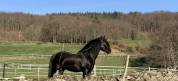 Magnifique hongre noir PRE plein papier de 8 ans