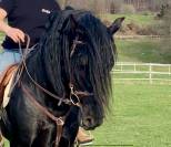 Magnifique hongre noir PRE plein papier de 8 ans