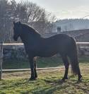 Magnifique hongre noir PRE plein papier de 8 ans