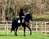 Magnifique hongre noir PRE plein papier de 8 ans