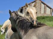 Yegua Welsh Poni (Secci&oacute;n D), Welsh Cob  En venta 2023 Palomino por Just a breeze Kiba
