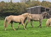 Yegua Welsh Poni (Secci&oacute;n D), Welsh Cob  En venta 2023 Palomino por Just a breeze Kiba