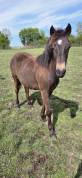 Poney New forest Isabelle Taille D 
