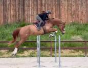 Hongre de 9 ans CSO 135/140