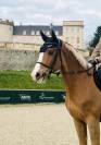 Magnifique Hongre 5 ans - CSO Hunter 