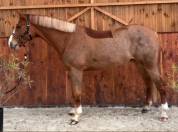 Magnifique Hongre 5 ans - CSO Hunter 