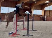 Magnifique Hongre 5 ans - CSO Hunter 