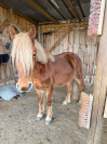 Poney B porteur 4 ans 