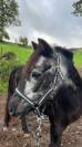 Ponette Dartmoor 25 ans