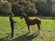 Poulain Franches-Montagnes