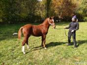 Poulain Franches-Montagnes