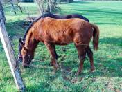 Pens&eacute;e de Galina 