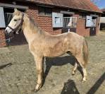 Poulain m&acirc;le de 2025 avec avenir sportif