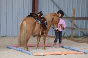 Lot poneys shetlands