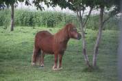 Lot poneys shetlands