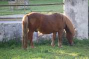 Lot poneys shetlands
