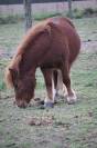 Lot poneys shetlands