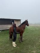 Poney espagnol - 5 ans - 1m47