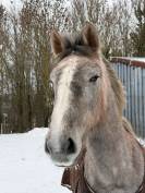 Pouliche CSO 2 ans &ndash; Origines sport &ndash; SBS