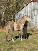 Pouliche CSO 2 ans &ndash; Origines sport &ndash; SBS