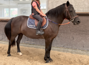 Poney New Forest polyvalente et attachante