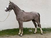 cause cessation d'&eacute;levage Male SF 2 ans