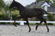 Puledra PRE Andaluso In vendita 2026 Nero