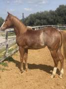 Puledro quarter horse 