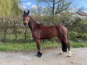 Poney C par champagne d&rsquo;Ar cus