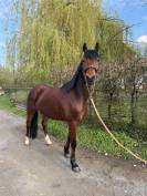 Poney C par champagne d&rsquo;Ar cus