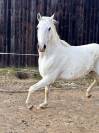 cheval lipizzan lign&eacute;e siglavy 