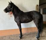 Pouliche noire onc . 