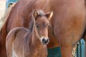 POULAIN 2026 - origines dressage poney