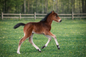 POULAIN 2026 - origines dressage poney