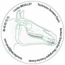 Technicien Dentaire Equin