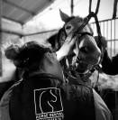 Technicien Dentaire Equin