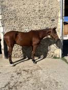 Hongre Selle fran&ccedil;ais 6ans