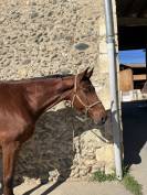 Hongre Selle fran&ccedil;ais 6ans