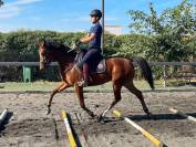 Hongre Anglo-Arabe A vendre 2020 Autre couleur