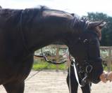 Jument -SIR HEINRICH x DANTE WELTINO- Dressage - France
