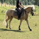 Ponette &agrave; vendre taille C Cso ou loisirs